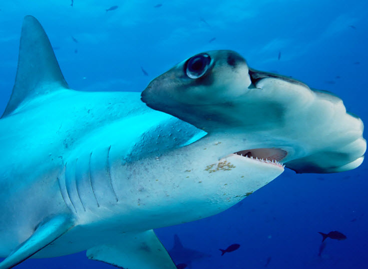 Hammerhead Shark The Biggest Animals  photo